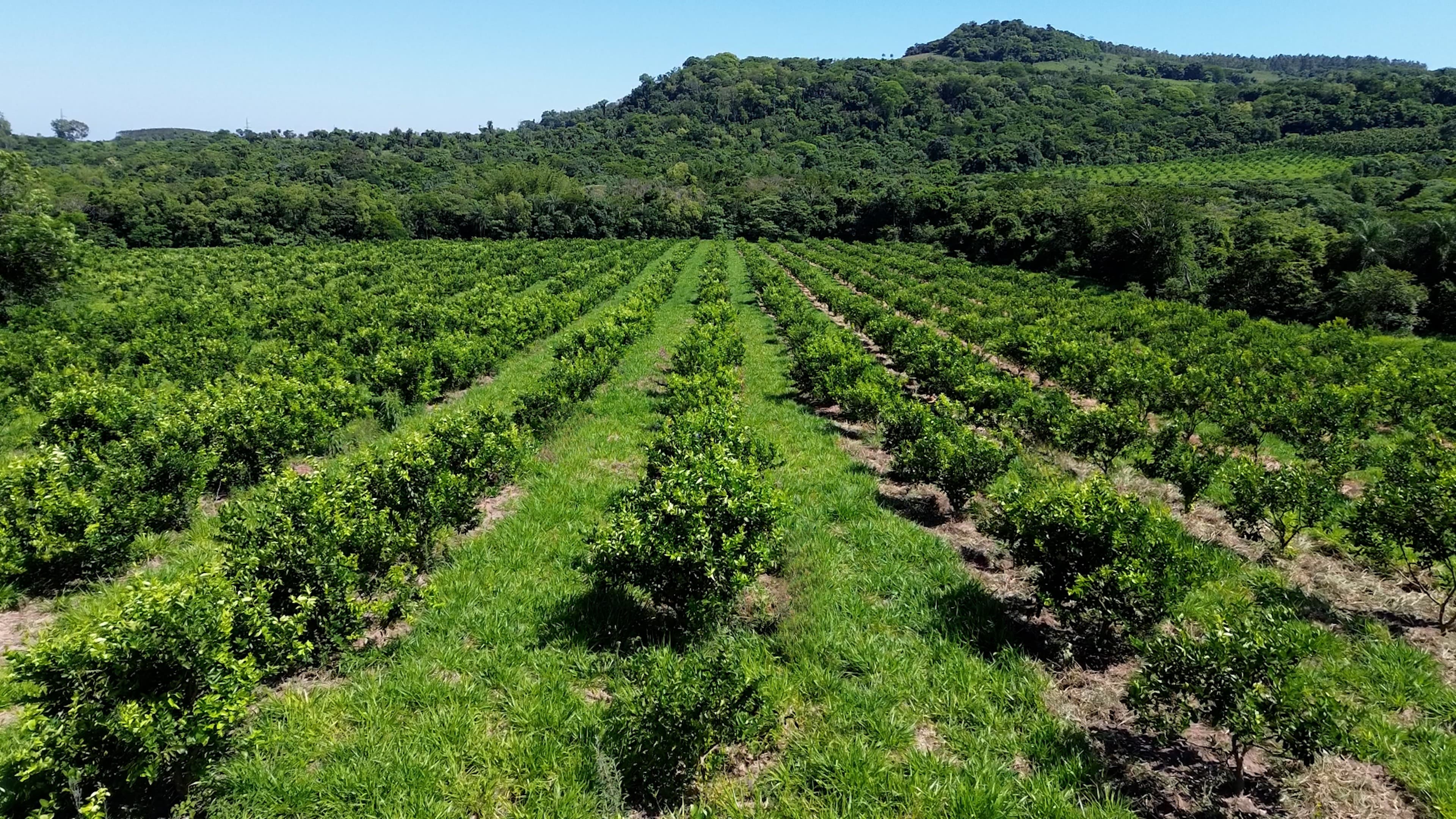 Rote Erde und Zitronenbäume auf dem Bio-Land in Paraguay